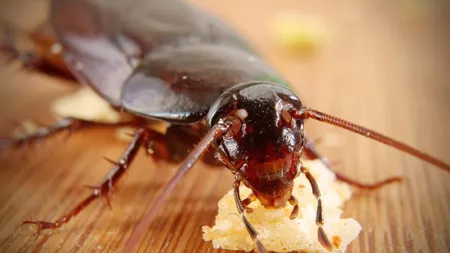 De ce v-au invadat gândacii de umezeală deși casa este curată? Cum ajung insectele în casa ta și cum reușesc să trăiască fără hrană