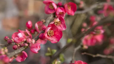 Gutuiul japonez, planta spectaculoasă care va atrage toate privirile în grădina ta