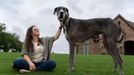 Cel mai mare câine din lume. Ce înălțime are și ce rasă este