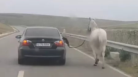 Poliția face cercetări după ce mai mulți indivizi au târât un cal după un BMW! Făptașii s-ar putea alege cu dosar penal - FOTO/VIDEO