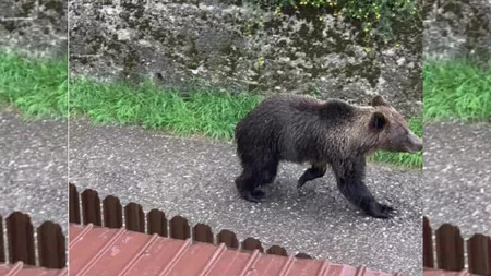 Apariția ursului din Mironeasa, monitorizată de autorități. Primar: „Au fost două apeluri la 112. Stăm în alertă”