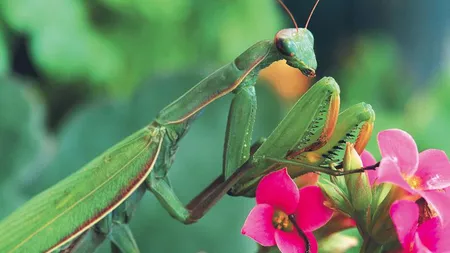 Lăcusta călugăriță. Una dintre cele mai periculoase insecte din lume