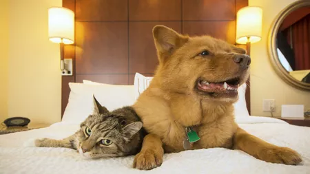 S-a dat lege pentru proprietarii de câini și pisici! Câte animale de companie ai voie să ții într-un apartament