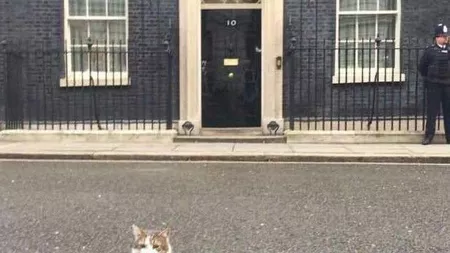 Mascota din Downing Street Nr. 10 se pregăteşte pentru o nouă schimbare. Despre ce este vorba