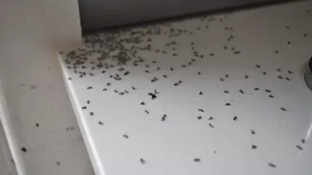 Iată cum să scăpați definitiv de purici, furnici și gândaci din locuința dumneavoastră