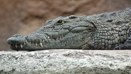 Un cunoscut restaurant din Iași lansează un meniu la „doar” 10.000 de lei, în acest weekend. Nu lipsesc șampania scumpă și carnea de crocodil