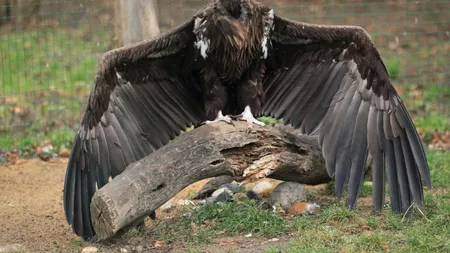 Vulturul Plesuv, cea mai mare pasăre din România este acum pe cale de dispariție