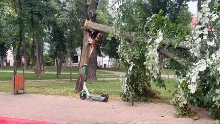 Furtuna a făcut ravagii la Iași. Peste 100 de copaci au fost rupți din cauza vântului puternic