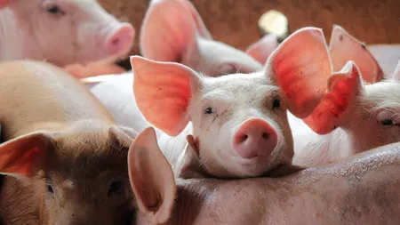 Carnea de porc din magazinele ieșene, doar de import. Cum vrea Ministerul Agriculturii să relanseze fermele de porci? Investiții de 900 de milioane de euro
