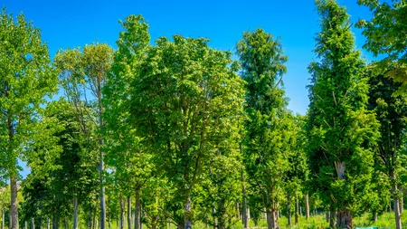 Metasequoia, arbori de cauciuc, ginkgo biloba, printre cei aproape 700 de copaci pregătiți pentru a aduce natura în proiectul IULIUS de reconversie urbană din Cluj