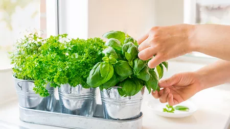 Top 5 plante aromatice care aduc un plus de savoare în bucătăria apartamentului tău