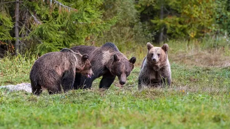 Câți urși sunt cu adevărat în România. Animalele se înmulțesc cu 200 de exemplare pe an