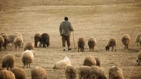 Sfârșit cutremurător! Un cioban de 48 de ani a fost sfâșiat de câinii de la o stână