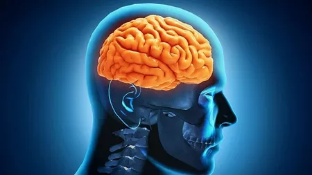 Curiozități despre creierul uman. Informații despre care sigur nu știai