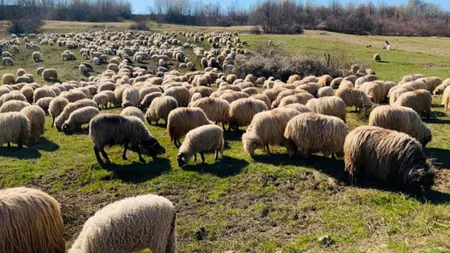 Crescătorii de ovine din Iași sunt nemulțumiți de decizia ANSVSA. Fermier: „E grav ce se întâmplă acum”