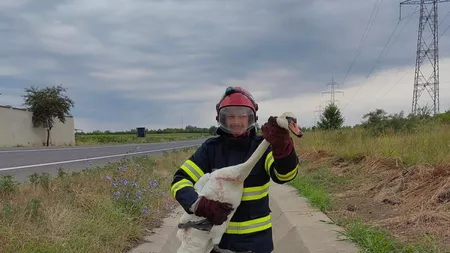 Misiune de salvare inedită pentru pompierii SVSU Ciurea - FOTO