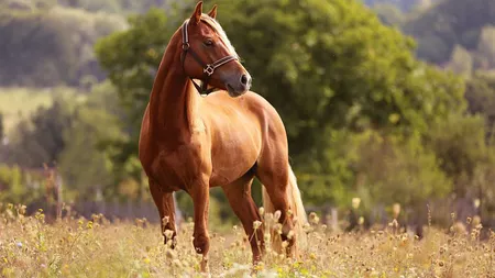 Găsirea numelui ideal pentru calul tău: Sfaturi și inspirație