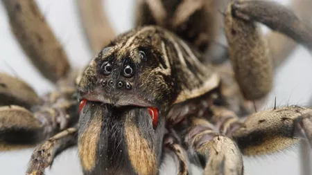 Păianjenul lup. Tarantula românească din grădinile noastre