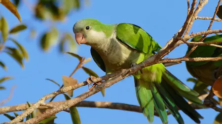 Papagalul călugăr, cea mai vibrantă și vorbăreață specie de papagal