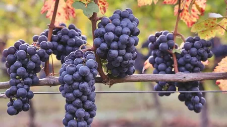Cele mai rafinate soiuri românești de viță de vie. Ce tipuri de vin se regăsesc în România