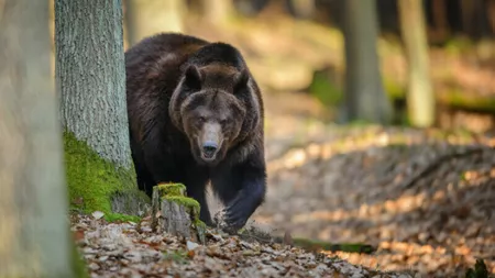 Măsurile luate de Romsilva după ce o tânără de 19 ani a fost ucisă de un urs