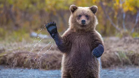 Proiect controversat propus de guvernul din Italia! Vrea să trimită în România urșii violenți care atacă turiști
