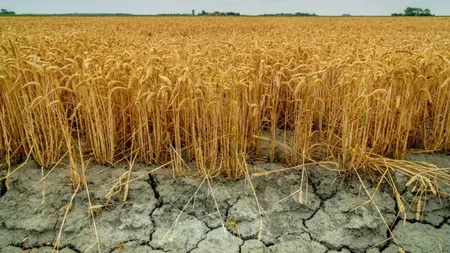 Când vor primi fermierii ieșeni despăgubirile pentru culturile agricole calamitate de secetă? Anunțul făcut de autorități