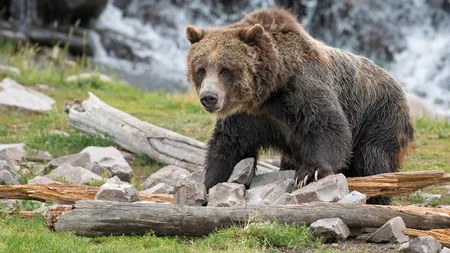 Tot ce nu știți despre animalele omnivore!