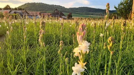 Acesta este cel mai vizitat sat din România toamna. Iată ce secret ascunde