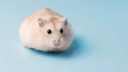 Hamsterul pitic. Tot ce trebuie să știi despre acest animal de companie