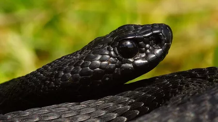 Vipera neagră, una dintre cele mai periculoase vipere ce trăiește și în România