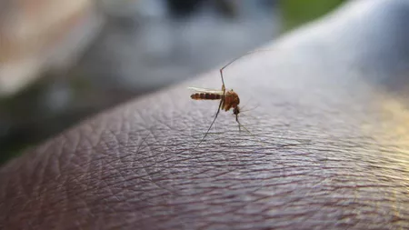 Al doilea român, victima virusului West Nile ! Cu ce simtome se confruntă bărbatul din Mureș