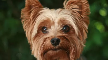 Yorkshire Terrier-Cea mai drăguță, dar și curajoasă rasă de câini. Cei mai arțăgoși, dar și prietenoși patrupezi, cu o istorie absolut fascinantă