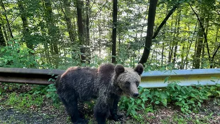 Teroare și nepăsare pe Transfăgărășan. Cu copilul în brațe, un turist sfidează pericolul și insultă pădurarii pentru o fotografie cu ursul