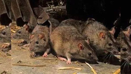 Invazie de șobolani în municipiul Iași. Rozătoarele au pus stăpânire pe cartiere: „Au fost scoși 10 saci de leșuri de la subsol”