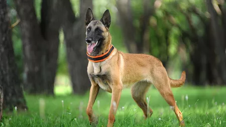 Câinele lup belgian sau Malinois – Tot ce trebuie să știi despre această rasă folosită de forțele speciale