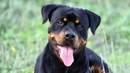 Câinele Rottweiler – cât de periculos este și cum se îngrijește