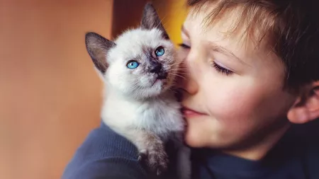 Pisica Birmaneză – cea mai potrivită alegere pentru animalul de companie al copilului tău
