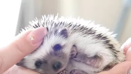 Ariciul african a devenit ultima tendință în animale de companie. Tot ce trebuie să știi dacă vrei să adopți și tu unul