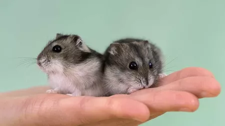 Hamsterul pitic siberian, cel mai popular animal de companie. Cât de greu e să ai grijă de un mic rozător?
