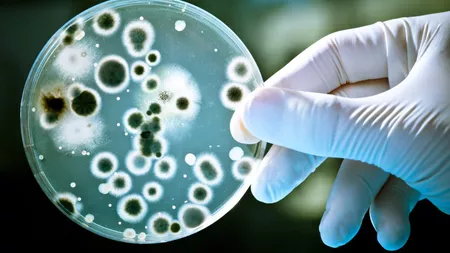 Ce tipuri de bacterii îți pot afecta sănătatea? Iată care sunt cele mai comune spații în care le găsim!
