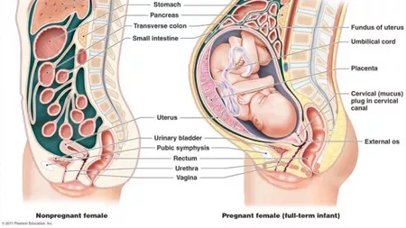 VIDEO-Ce se intampla cu organele tale interne in timpul sarcinii. Afla de ce in ultimul trimestru respiri greu, de ce urinezi des si nu te poti odihni