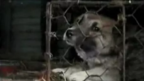 In China cainii sunt jupuiti si gatiti de vii - VIDEO SOCANT ATENTIE IMAGINI SOCANTE