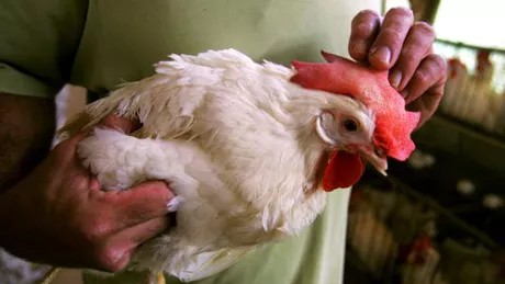 Focare de gripă aviară la granița cu România
