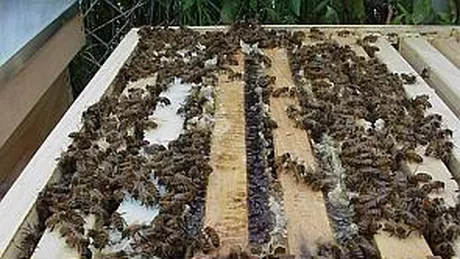 Productia de miere de albine scade la mai putin de jumatate