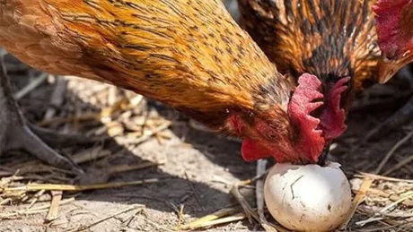 Cum se dezvata gainile ca sa nu mai manance oua