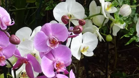 Cu ce tratament scapi de paduchii de orhidee