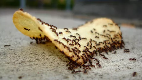 Cum scapi de furnicile din casa in mod natural fara chimicale