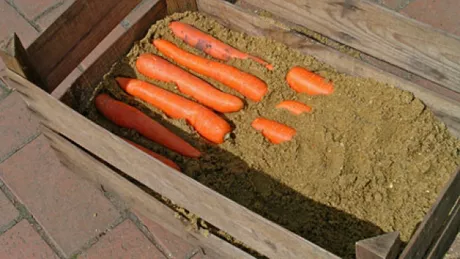 Cum se pastreaza morcovii iarna