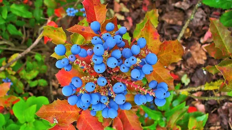 Plante care amelioreaza psoriazisul. Descopera puterea strugurilor de Oregon